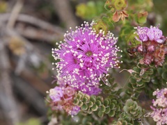 Kunzea recurva