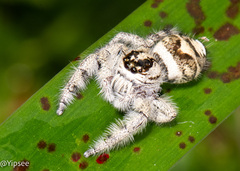 Hyllus diardi
