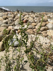 Chenopodium acuminatum