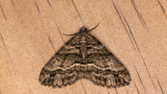 Lipogya eutheta