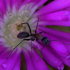 Myrmophyma