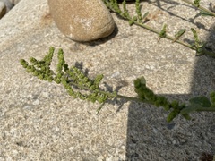 Chenopodium acuminatum