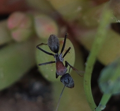 Myrmophyma
