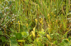 Liparis loeselii