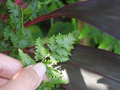 Lygodium japonicum