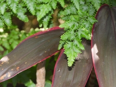 Lygodium japonicum