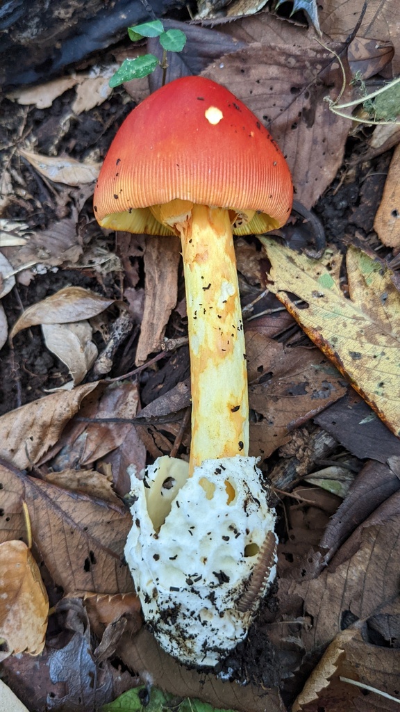 Amanita caesareoides · October 2022 · photo: © atsushi_nakajima_cirque (iNaturalist, cc-by)