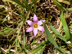 Romulea rosea