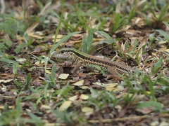 Ameiva