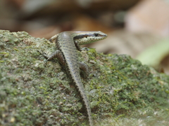 Copeoglossum nigropunctatum