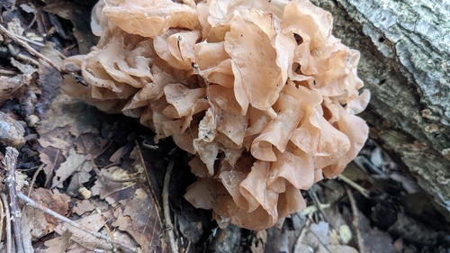 Phaeotremella foliacea