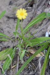 Senecio pinnatifolius