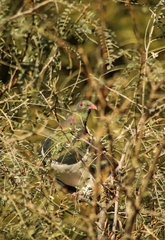 Hemiphaga novaeseelandiae novaeseelandiae