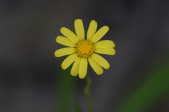 Senecio pinnatifolius