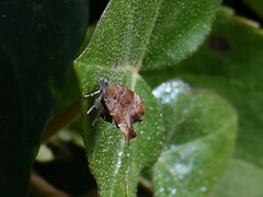 Choreutis nemorana