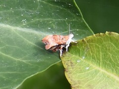 Choreutis nemorana