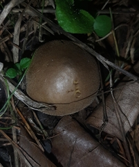Lycoperdon pratense