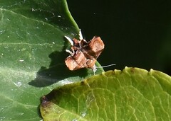 Choreutis nemorana