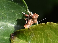 Choreutis nemorana