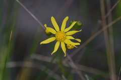 Senecio pinnatifolius