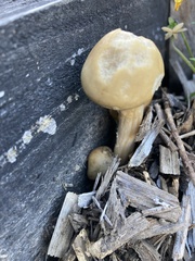 Agrocybe praecox