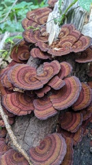 Daedaleopsis tricolor