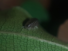 Armadillidiidae