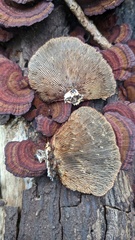Daedaleopsis tricolor