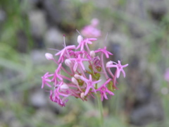 Centranthus angustifolius
