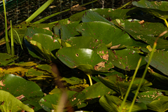Nuphar lutea