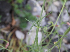 Centranthus angustifolius