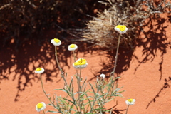 Polycalymma stuartii