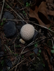 Lycoperdon pratense