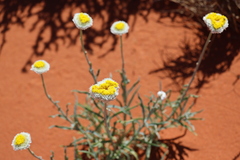 Polycalymma stuartii