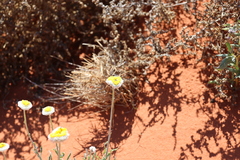 Polycalymma stuartii