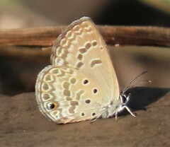 Euchrysops subpallida