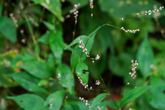 Persicaria posumbu