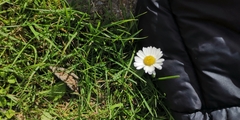 Bellis perennis