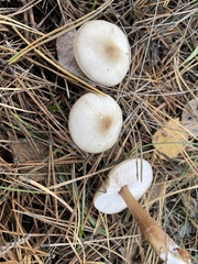 Rhodocollybia asema