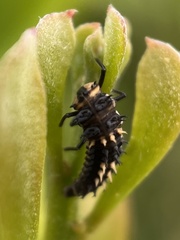 Harmonia testudinaria