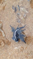Glaucus atlanticus