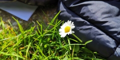 Bellis perennis