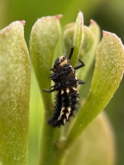 Harmonia testudinaria