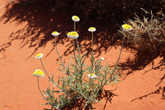 Polycalymma stuartii
