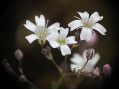 Gypsophila repens