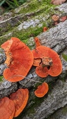 Trametes coccinea