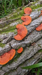 Trametes coccinea