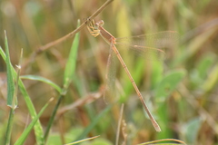 Lestes concinnus