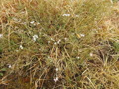 Gypsophila repens