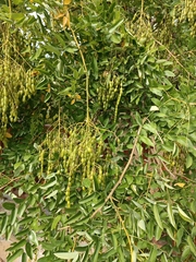 Styphnolobium japonicum